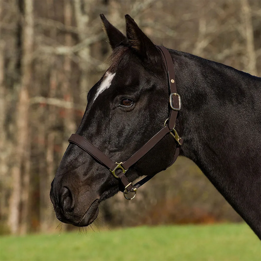 Henri de Rivel Pro Fancy halster Havana Cob leer