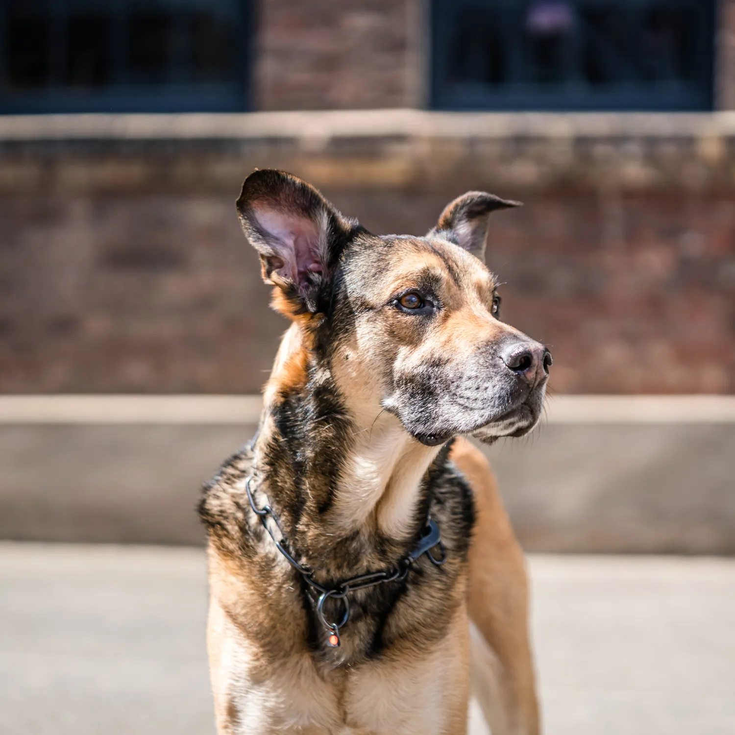 HS Sprenger Honden Halsketting RVS Zwart 4 mm Langschalmig