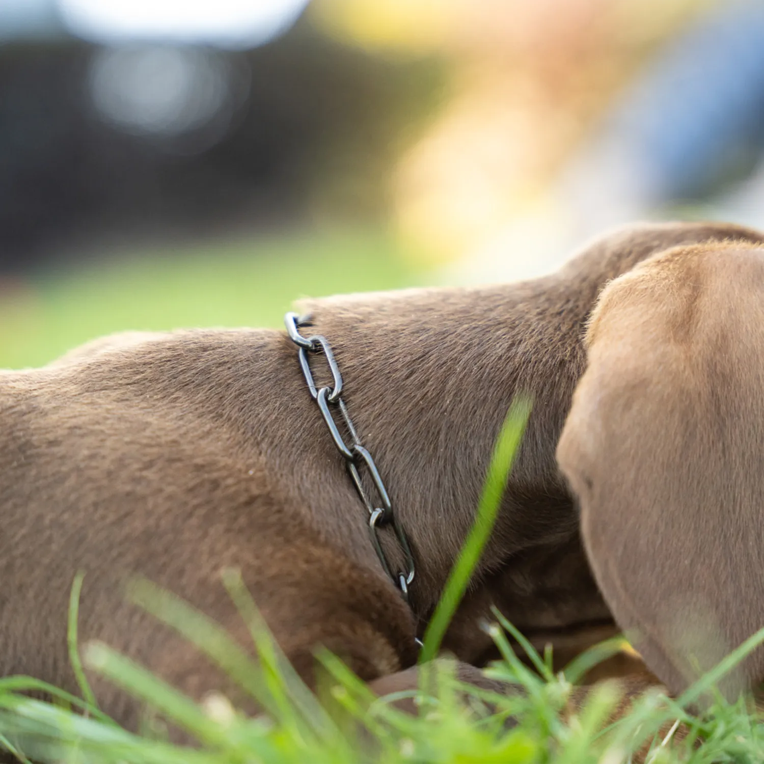 HS Sprenger honden halsketting RVS zwart 2,0 mm