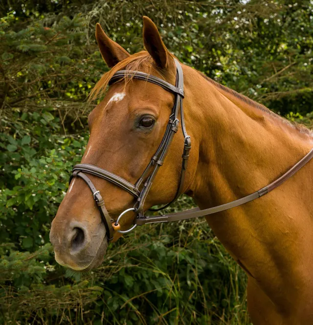 Henri de Rivel Pro Mono Crown hoofdstel havana cob