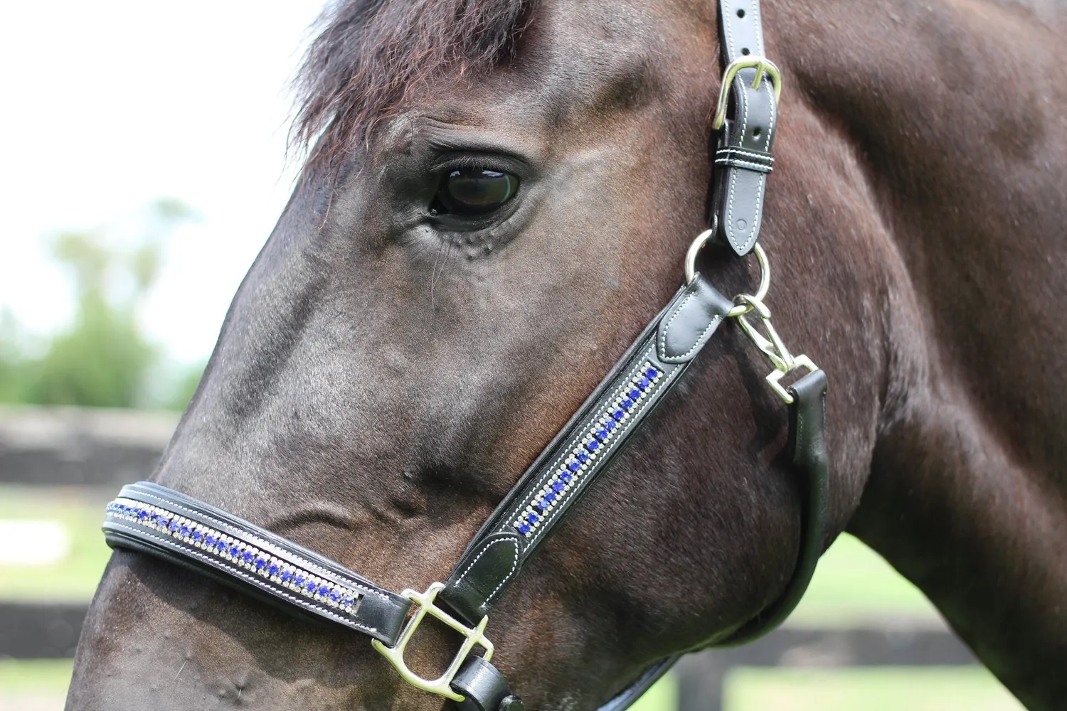 Henri de Rivel Padded Jewel halster Zwart Zilver Horse