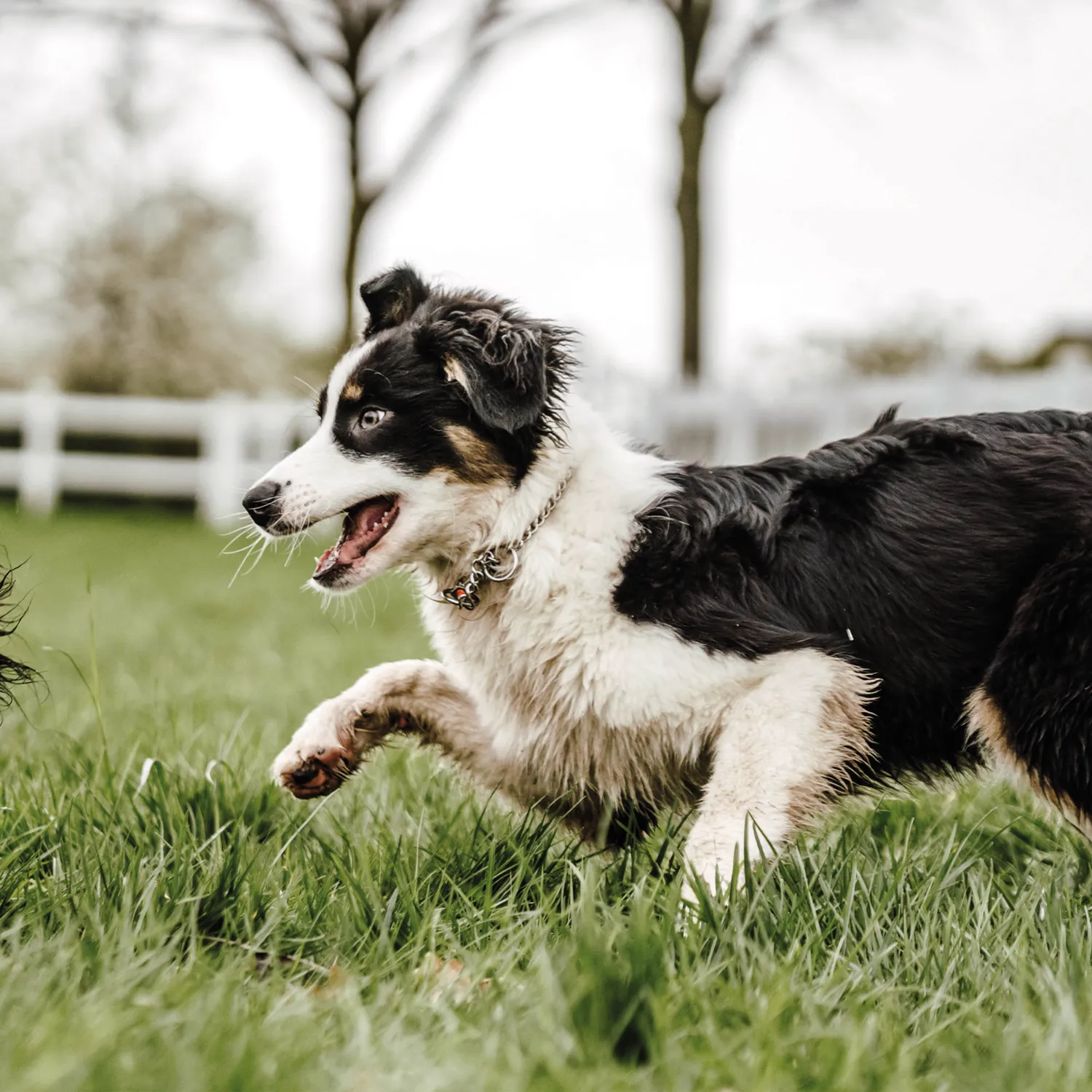 HS Sprenger halsketting hond rond RVS 3,0mm met doorloop