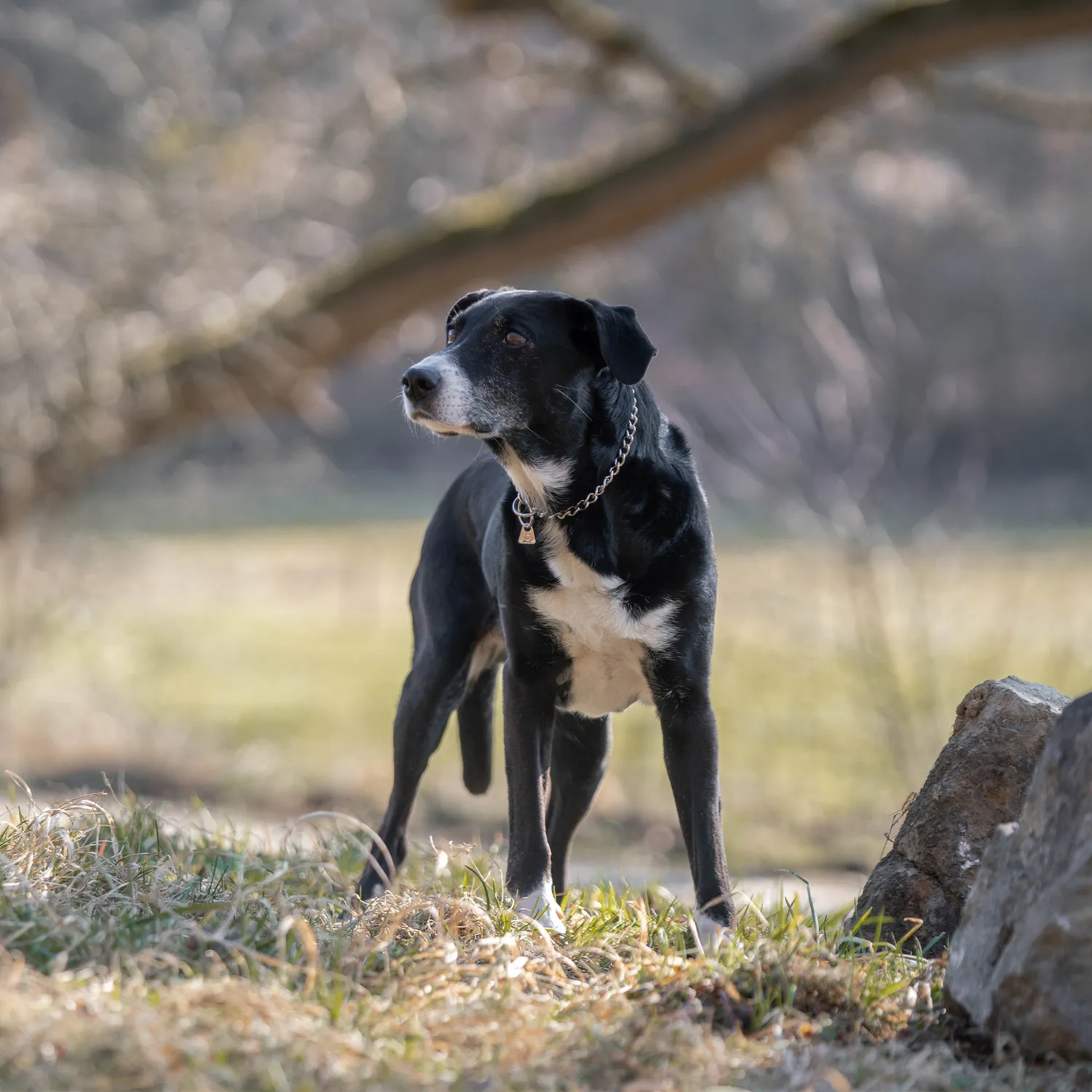 HS Sprenger halsketting hond rvs 2,5 mm 50 cm fijn