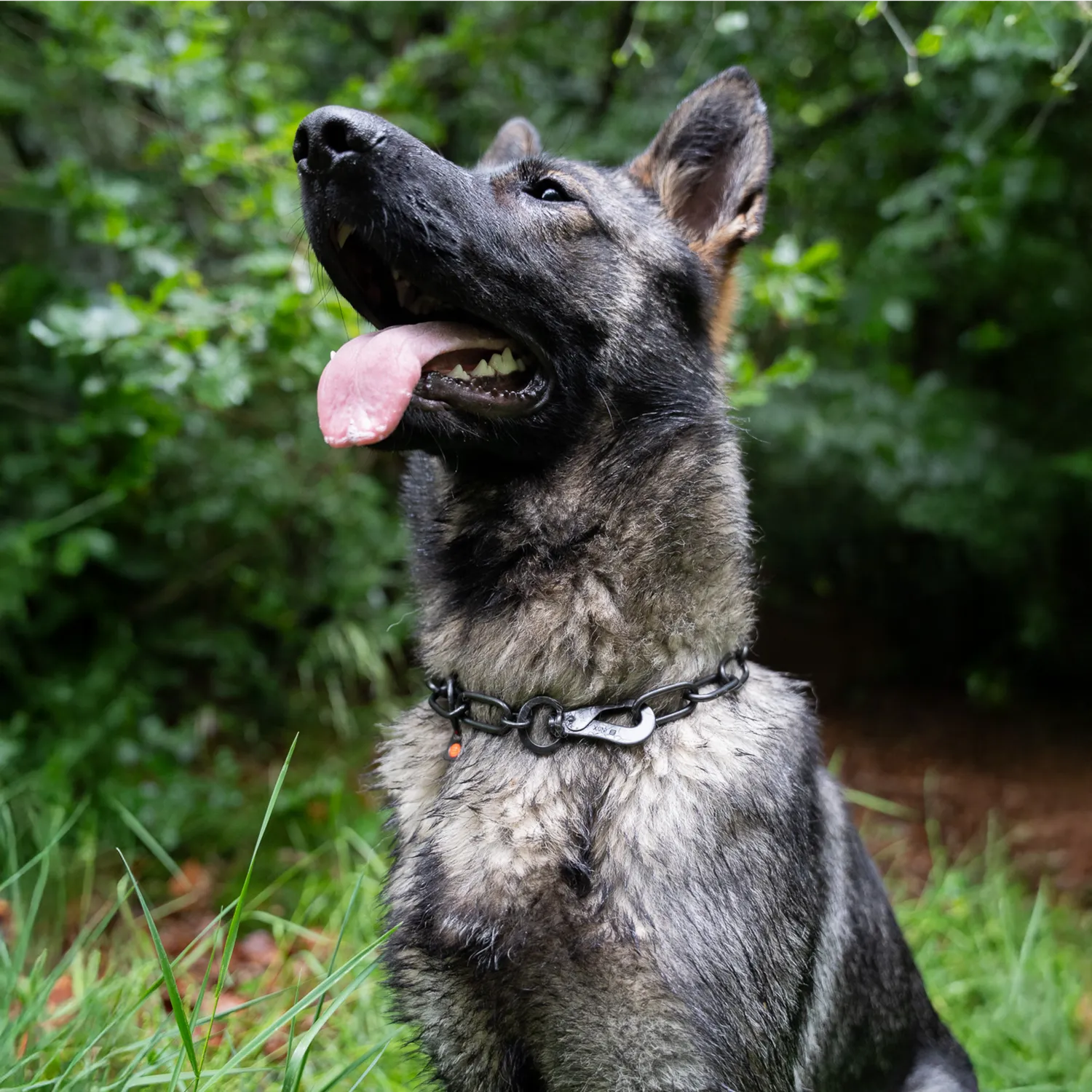 HS Sprenger Honden Halsketting RVS Zwart 4 mm Langschalmig