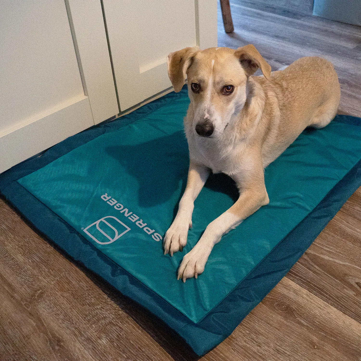 HS Sprenger Camping met Hond Set Uitloopblok Lijn Mat