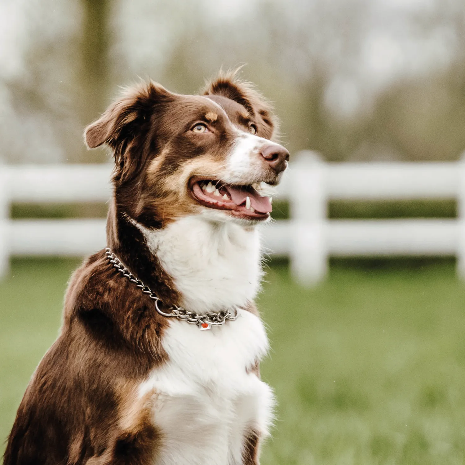 HS Sprenger halsketting hond rond RVS 3,0mm met doorloop
