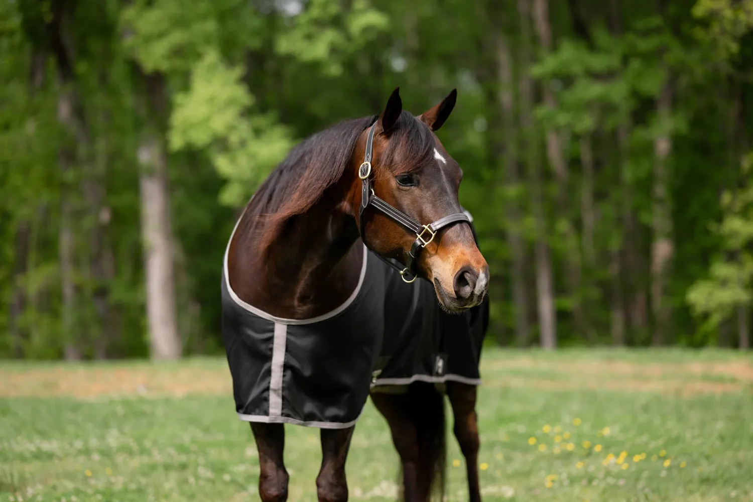 TuffRider Shelter Staldeken Black Grey 76 Dichte Voorkant