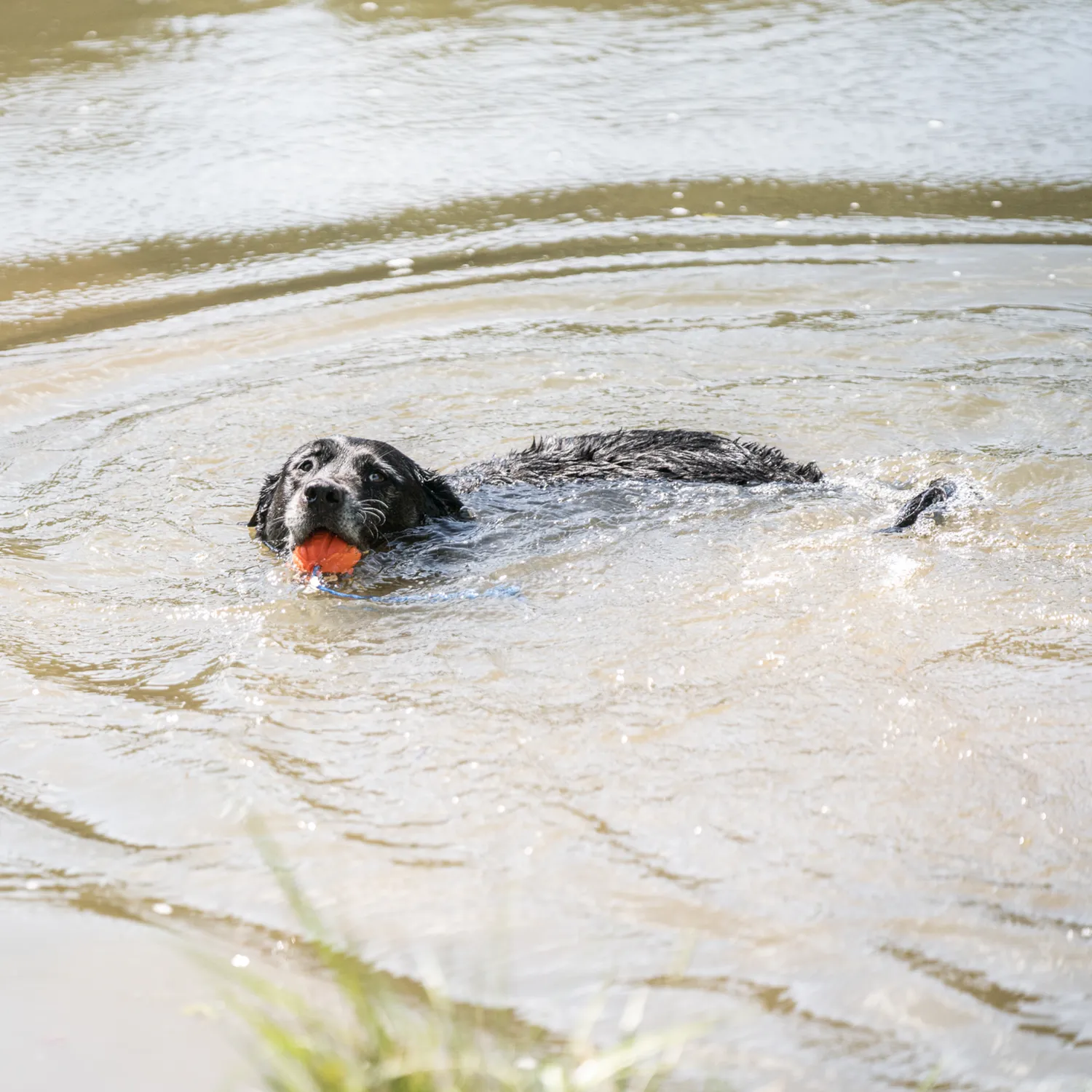 HS Sprenger Klassisch Starterset hond 3-delig