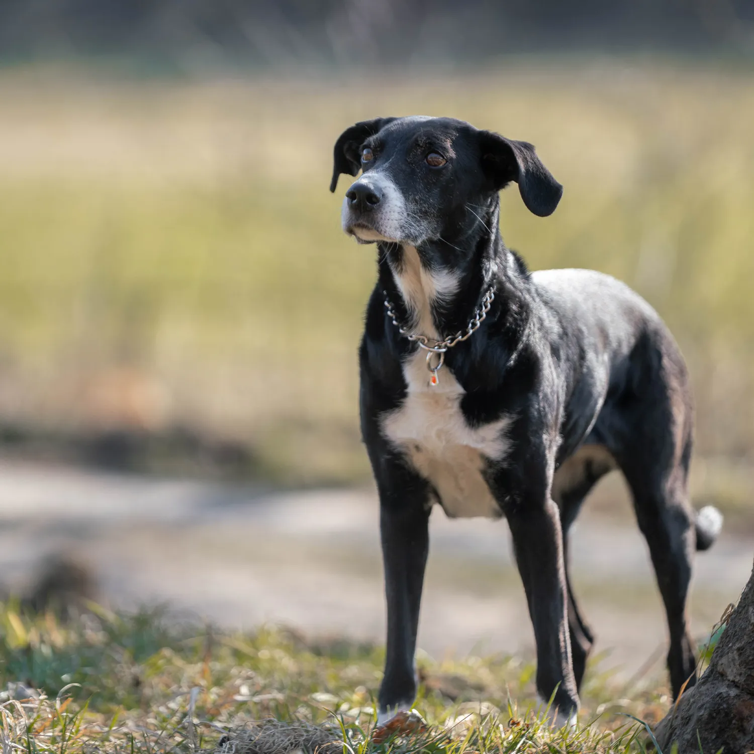 Herm Sprenger Honden Halsketting Rond RVS 3,0 mm Slip