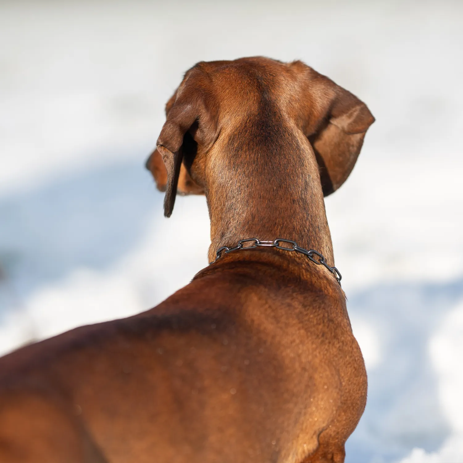 HS Sprenger honden halsketting RVS zwart 2,0 mm