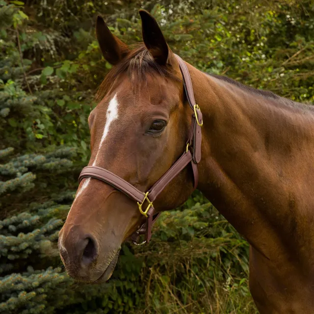 Henri de Rivel Vegan halster breakaway oakbark cob