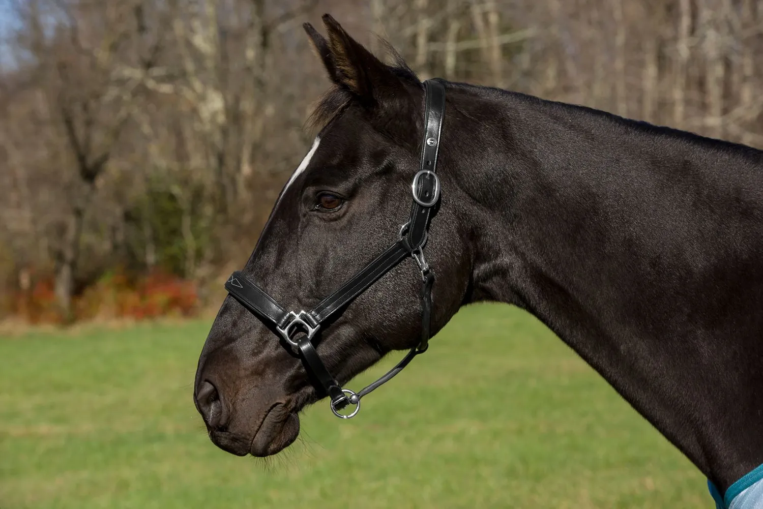 Henri de Rivel Pro Fancy halster Havana Cob leer