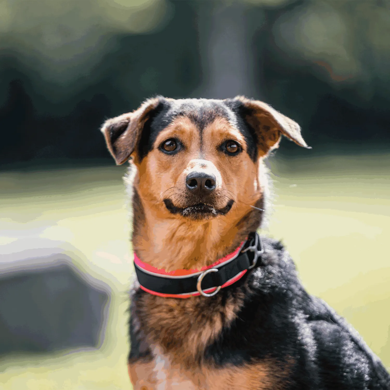 Herm Sprenger 59540 honden halsband 40-55 cm zwart