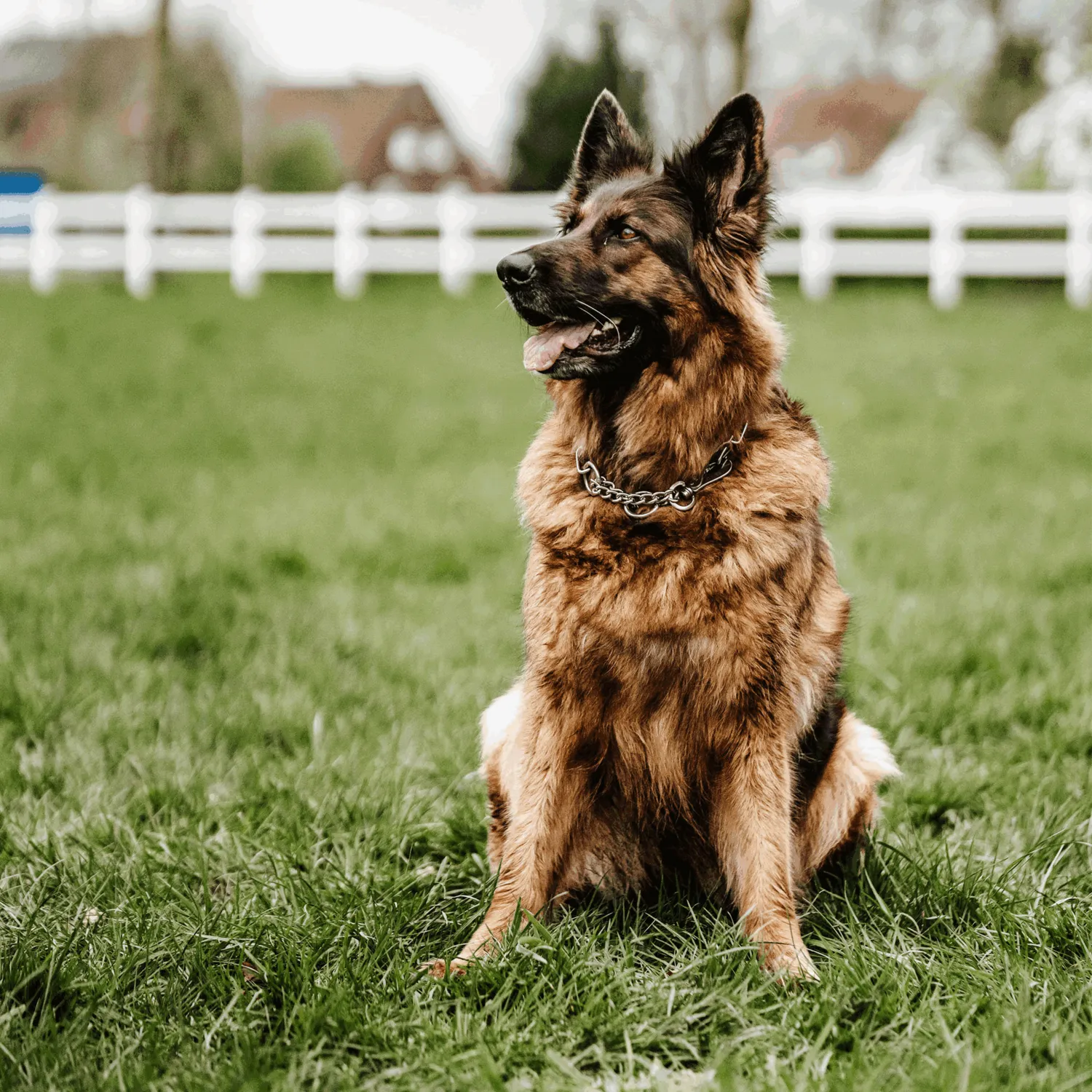 Herm Sprenger Halsketting Hond RVS 4mm 60cm