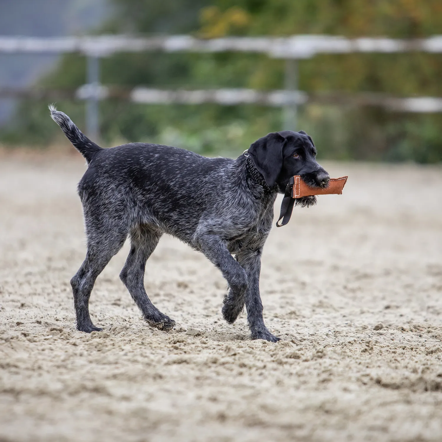 HS Sprenger Bringsel Hond Leer 30x4cm apporteer