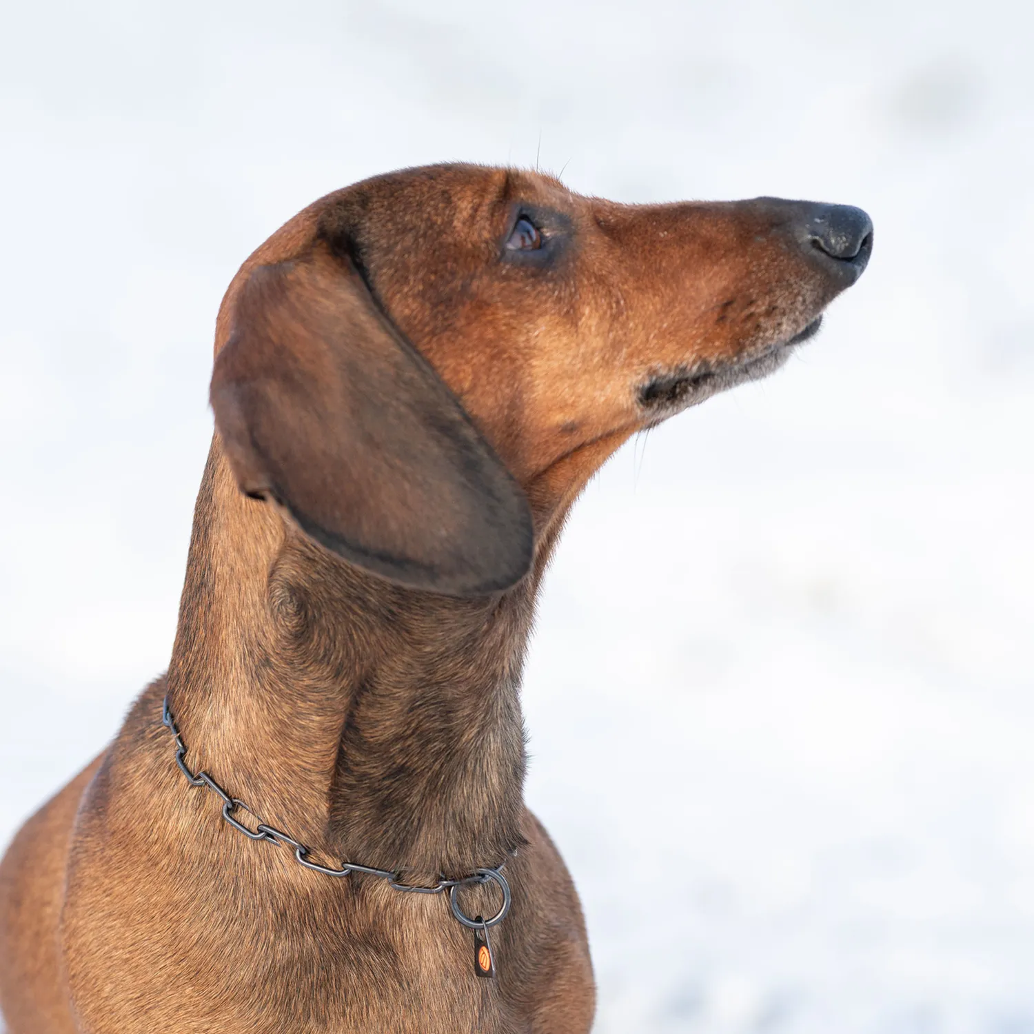 HS Sprenger 51447-57 halsketting hond 42 cm zwart