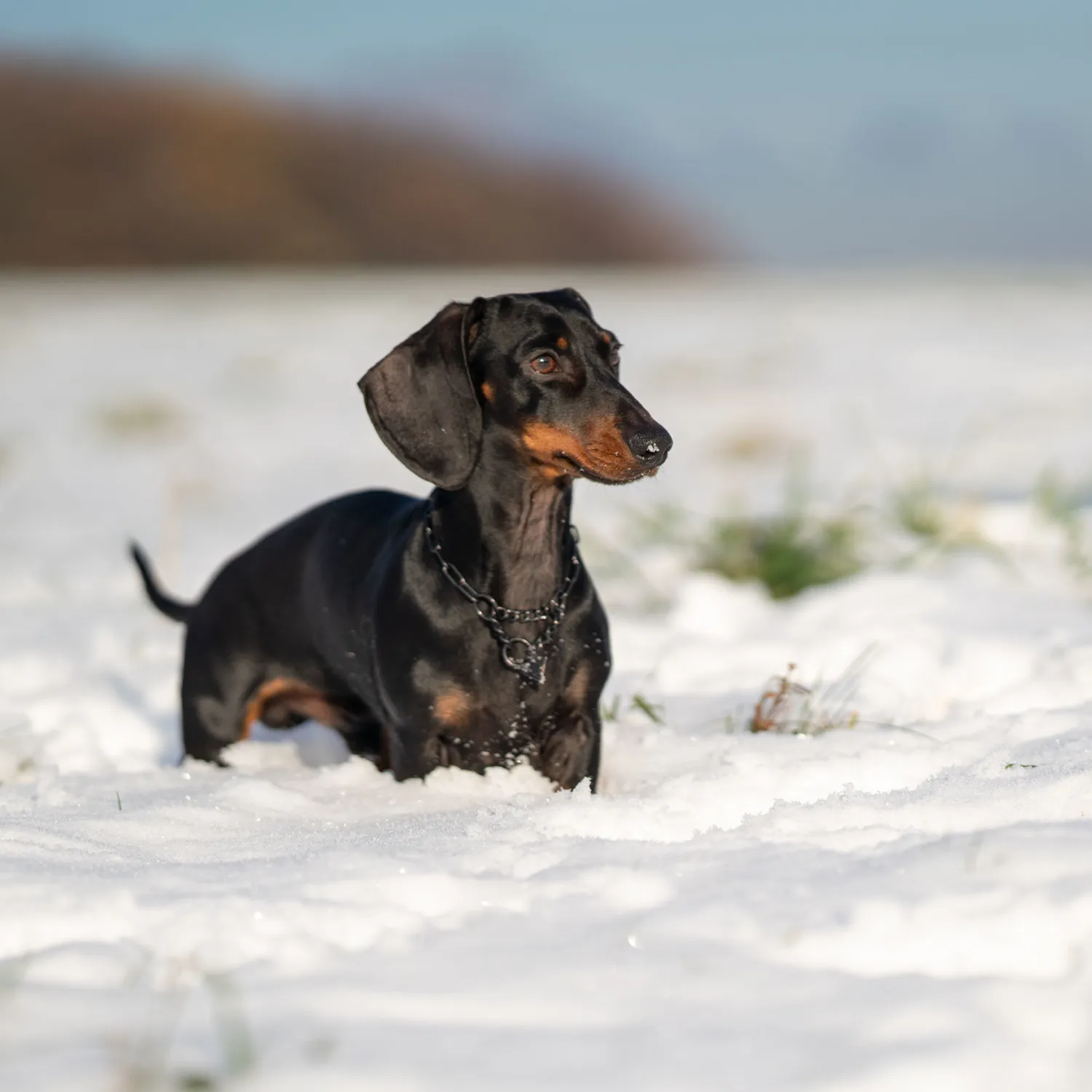 Herm Sprenger honden halsketting zwart 2,0 mm met stop