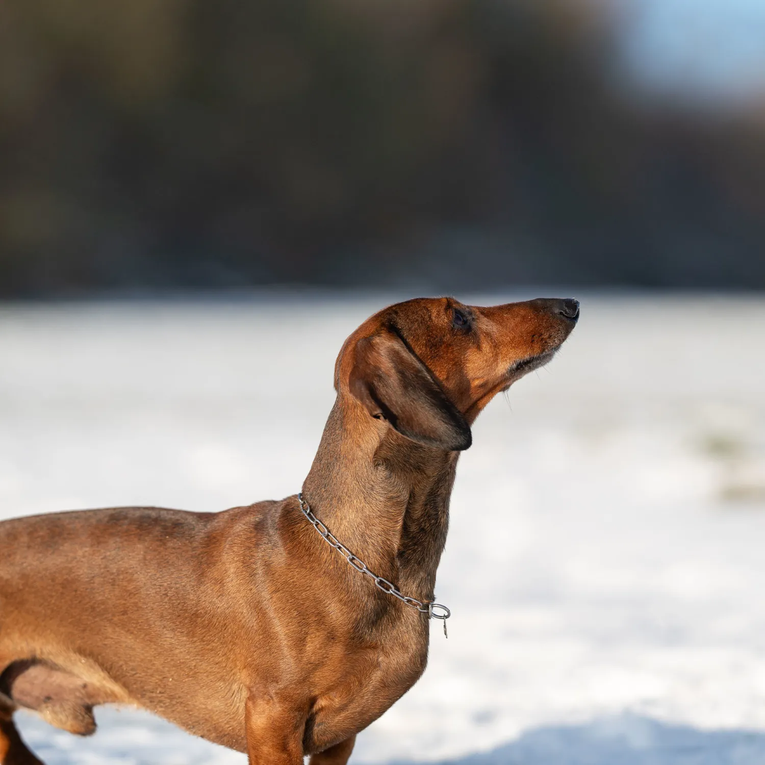 Herm Sprenger Halsketting hond 2,0 mm kleine hond