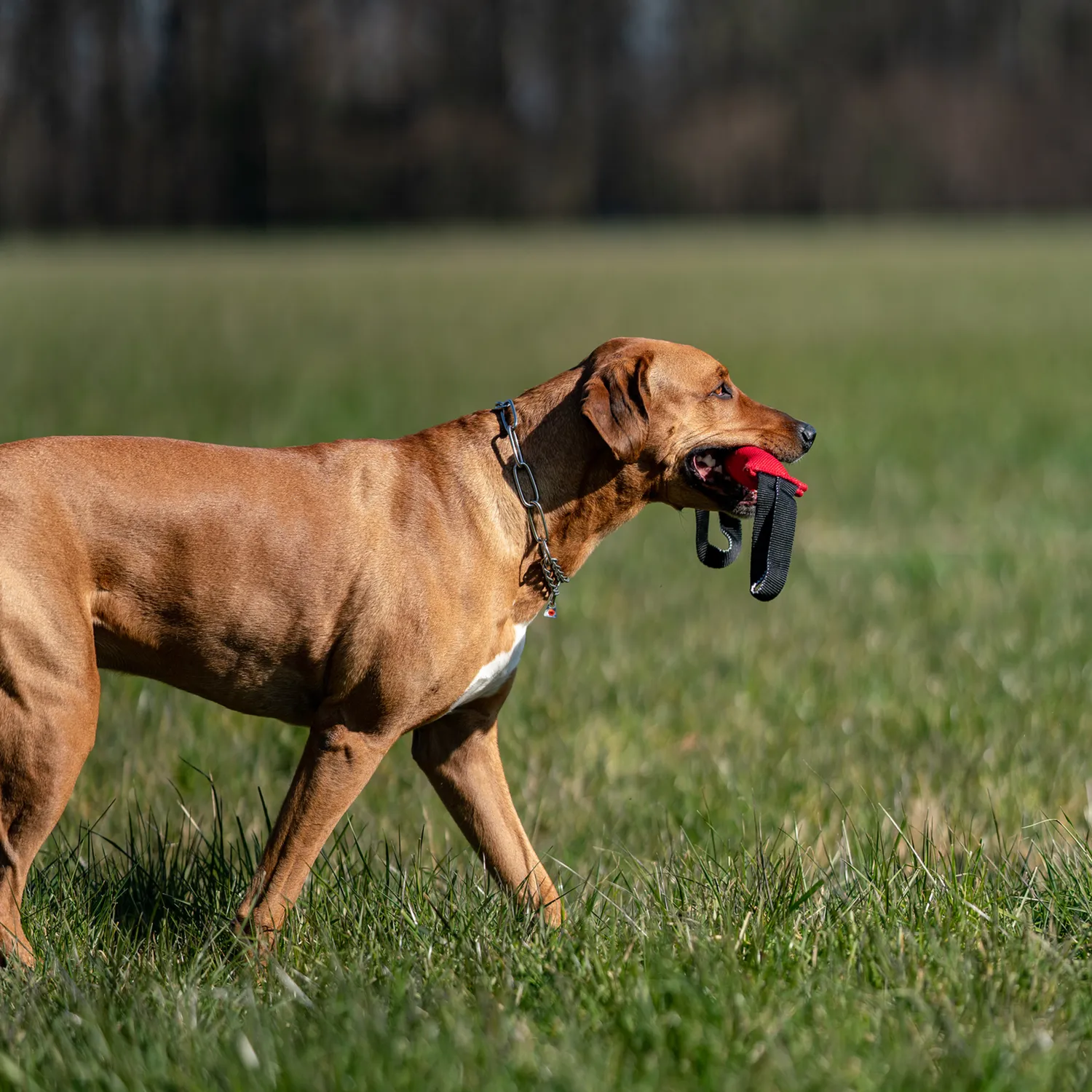 Herm Sprenger honden halsketting 4,0 mm 65 cm rvs