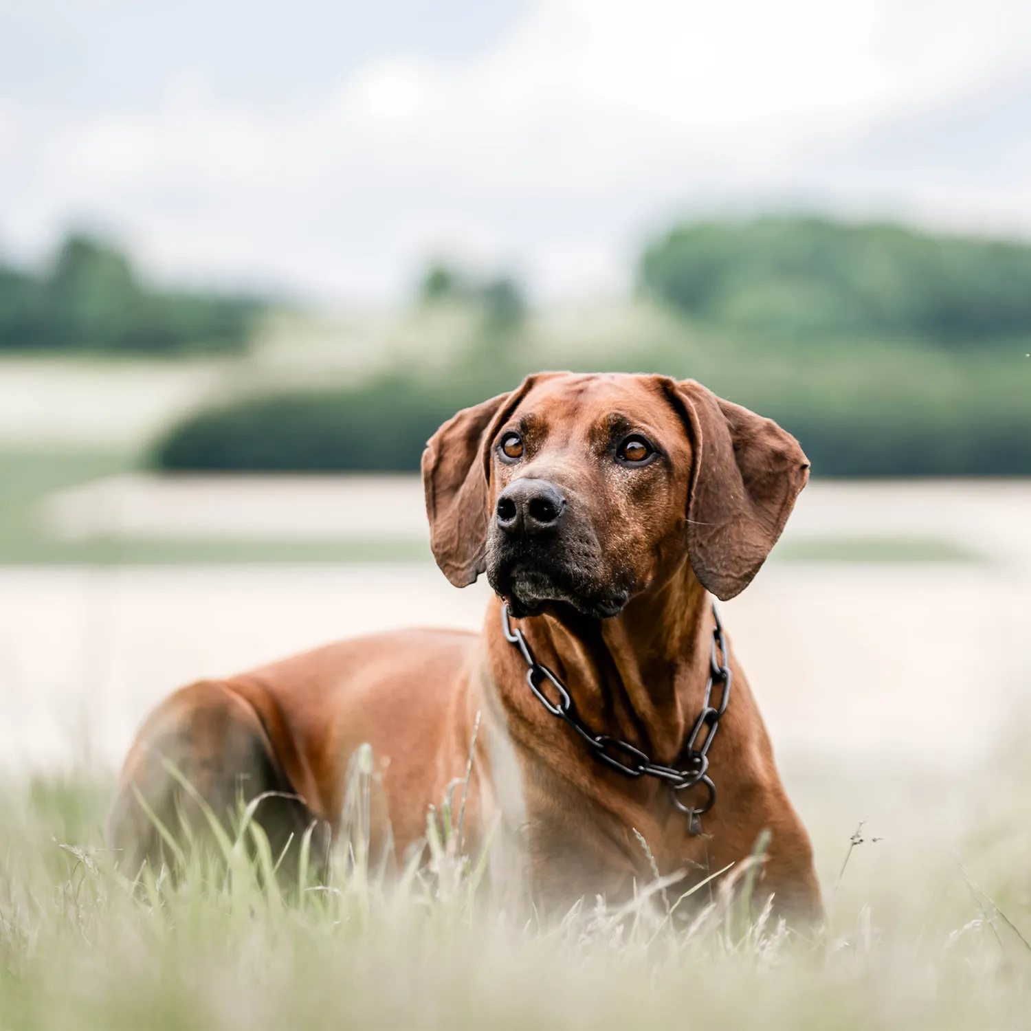 Herm Sprenger Honden Halsketting Lang Zwart RVS 5,0 mm