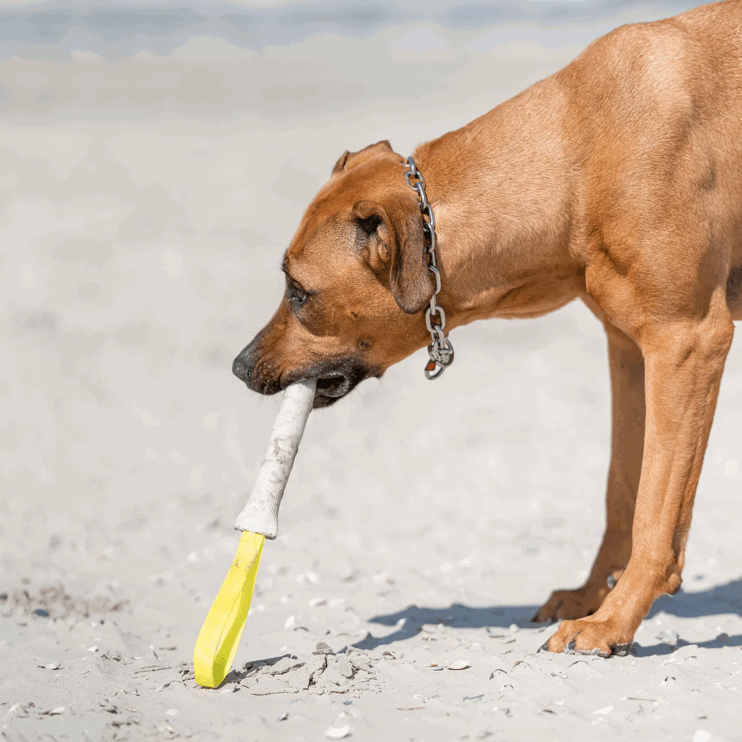 Herm Sprenger 51741 halsketting hond RVS 5,0 mm 57 cm