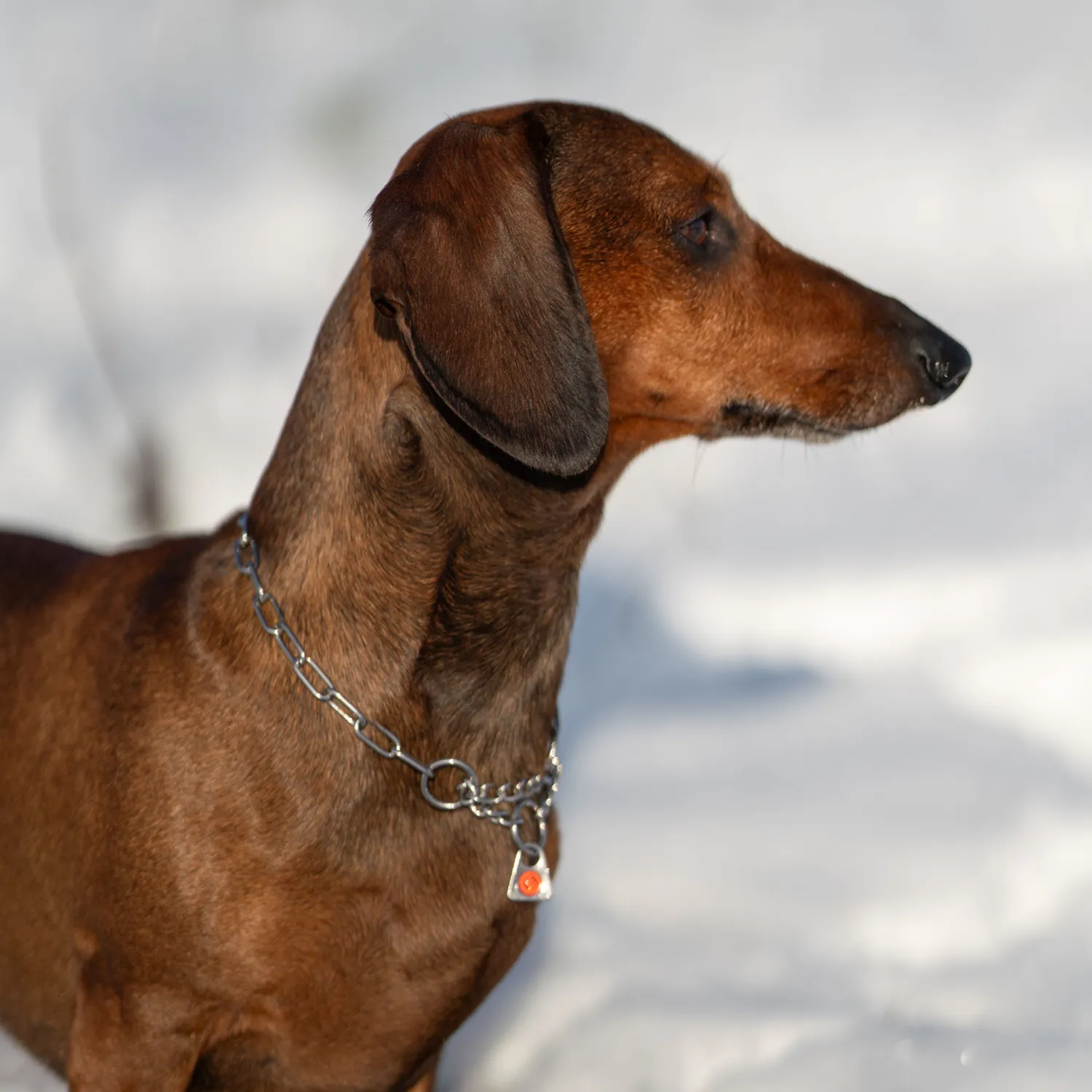 Herm Sprenger Halsketting hond 2,0 mm kleine hond