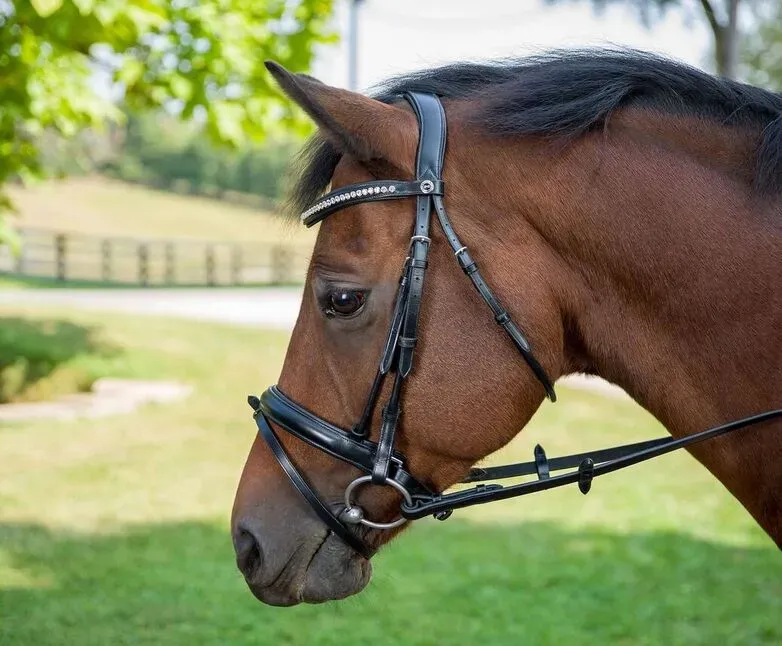 Henri de Rivel Diamonte dressuurhoofdstel zwart horse kristal
