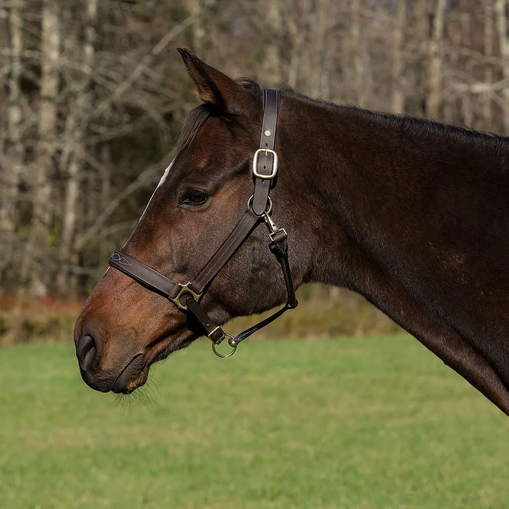 Henri de Rivel Pro Fancy halster Havana Cob leer