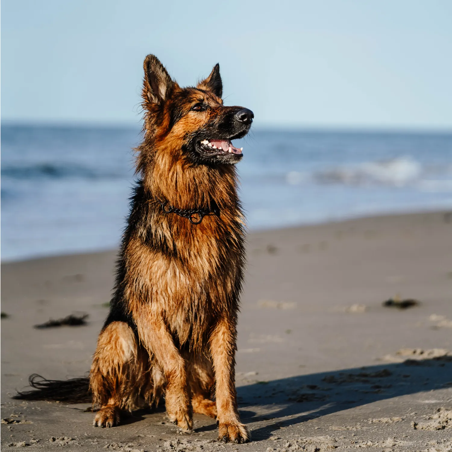 Herm Sprenger Halsketting Trekbegrenzing Hond 4,0 mm Zwart RVS