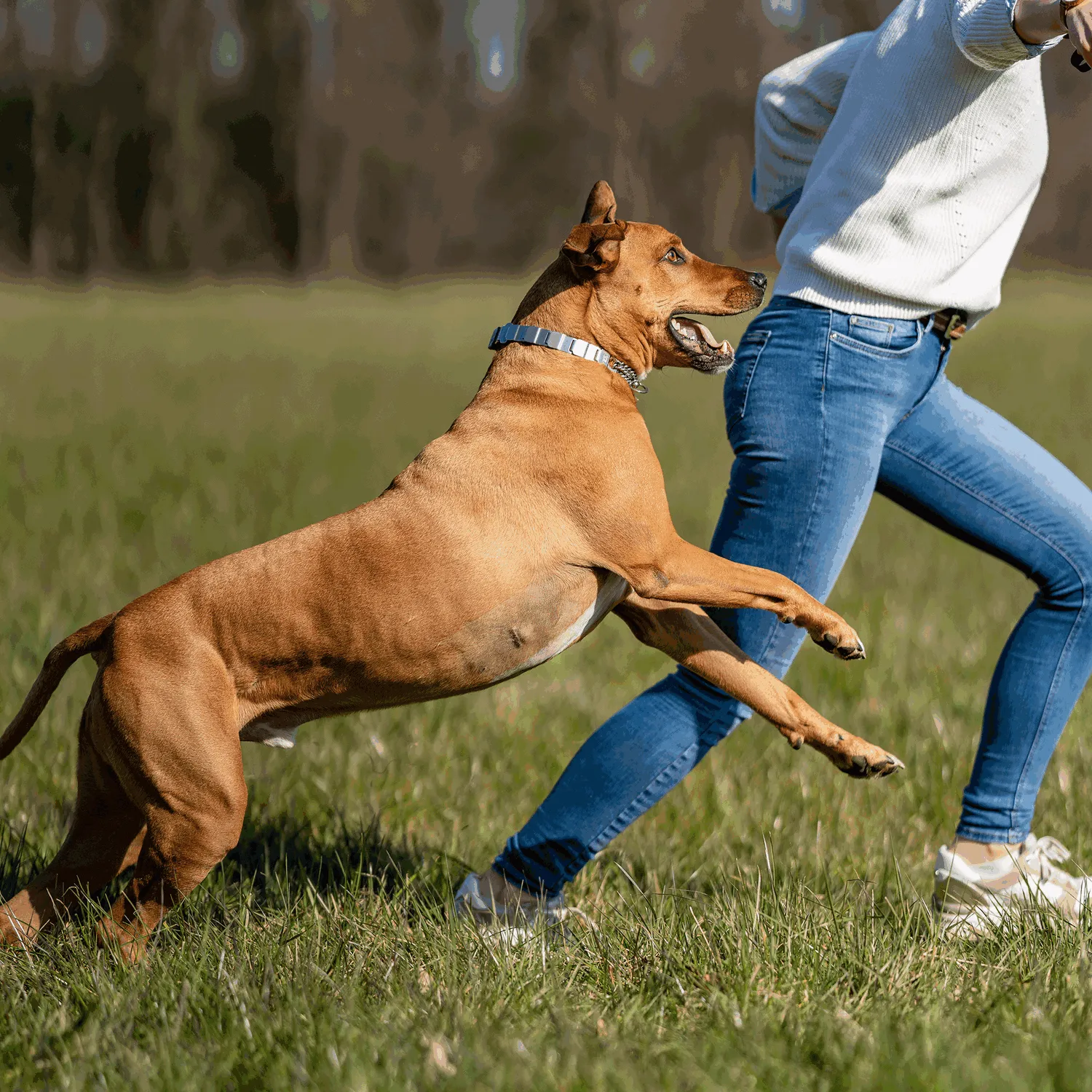 HS Sprenger NeckTech Fun honden halsband 64 cm rvs