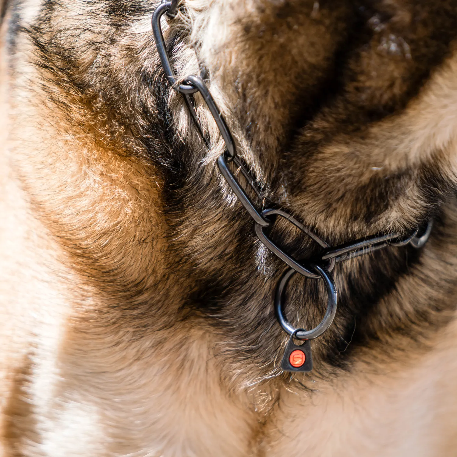 HS Sprenger Honden Halsketting RVS Zwart 4 mm Langschalmig