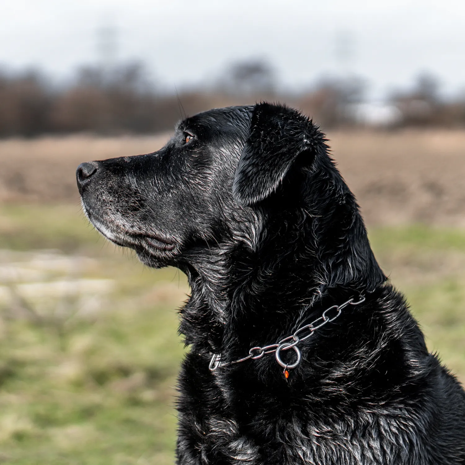 HS Sprenger Klassisch Starterset hond 3-delig