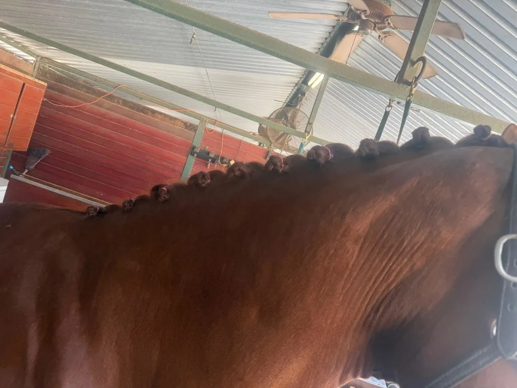 Quick Knot Deluxe Standaard vlechtclips zwart dunne manen