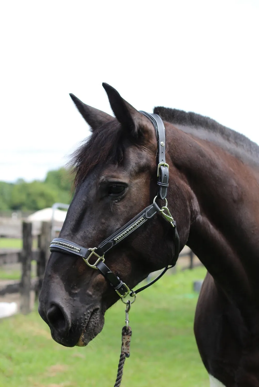 Henri de Rivel Padded Jewel halster Zwart Zilver Horse