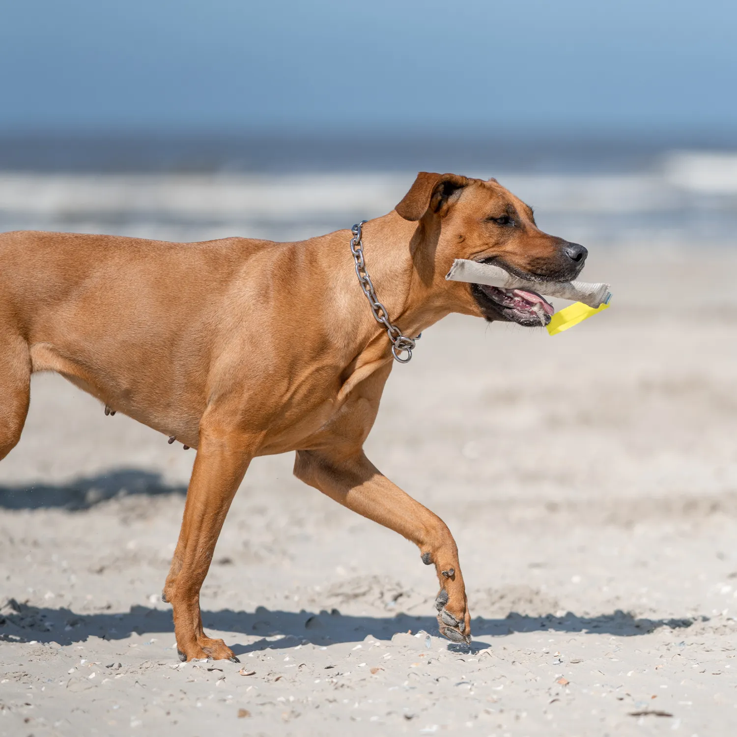 Herm Sprenger 51741 halsketting hond RVS 5,0 mm 57 cm