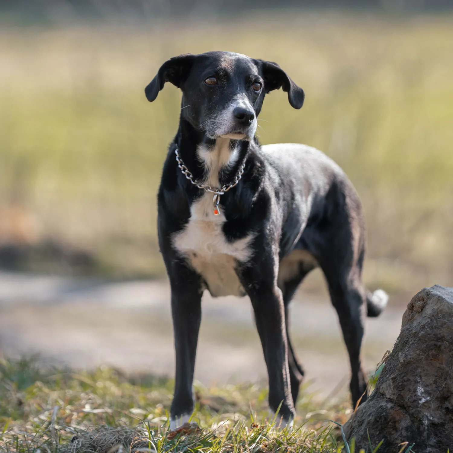 Herm Sprenger Honden Halsketting Rond RVS 3,0 mm Slip