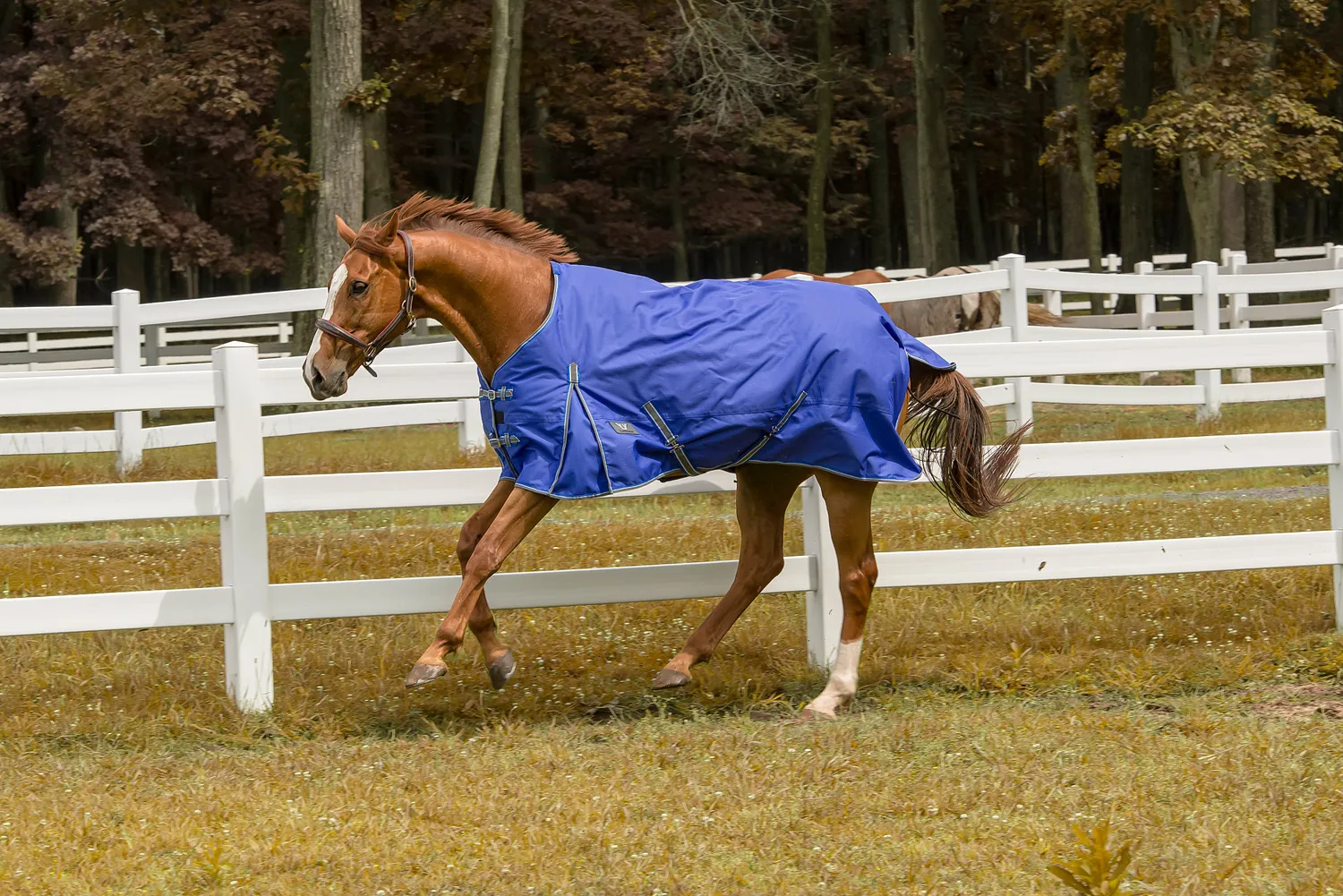 TuffRider Comfy Winter turnout deken 200g navy 1200D ripstop