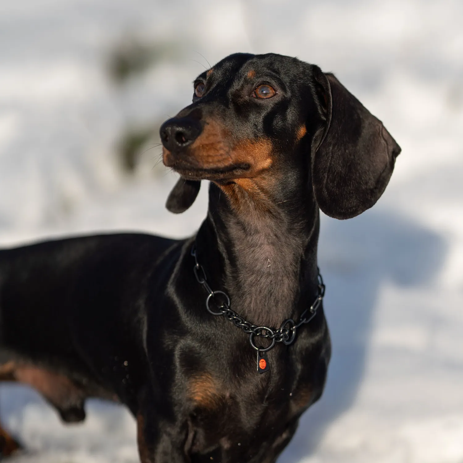 Herm Sprenger honden halsketting zwart 2,0 mm met stop