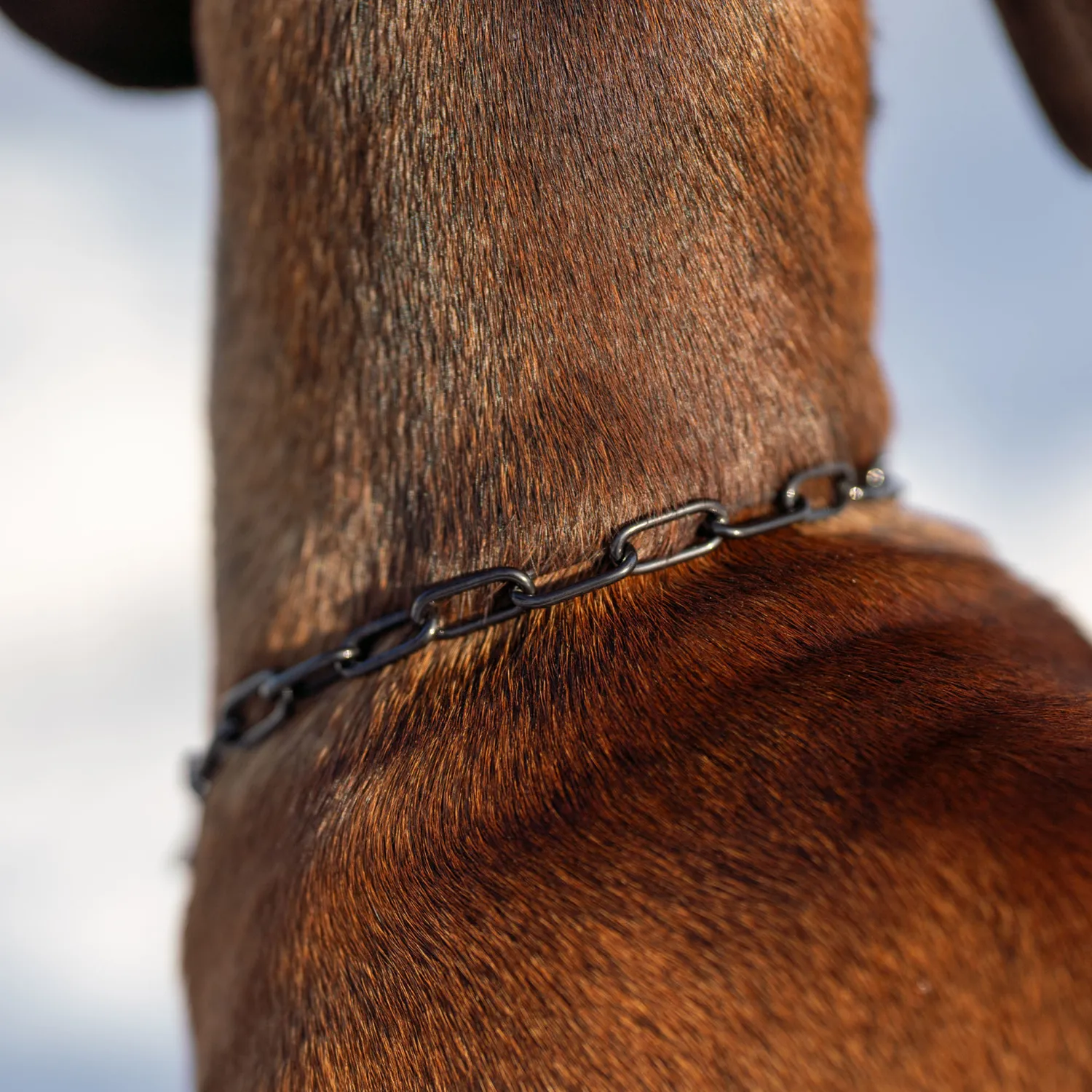 Herm Sprenger honden halsketting zwart 2,0 mm met stop