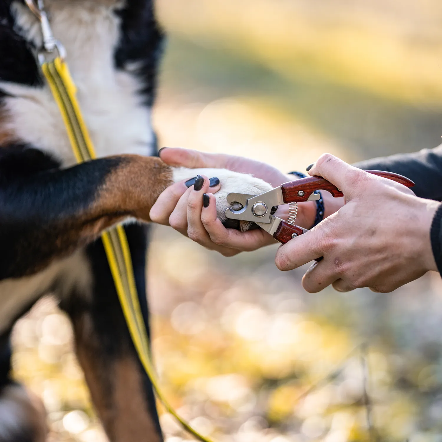 Herm Sprenger Nageltang Hond Houten Greep RVS