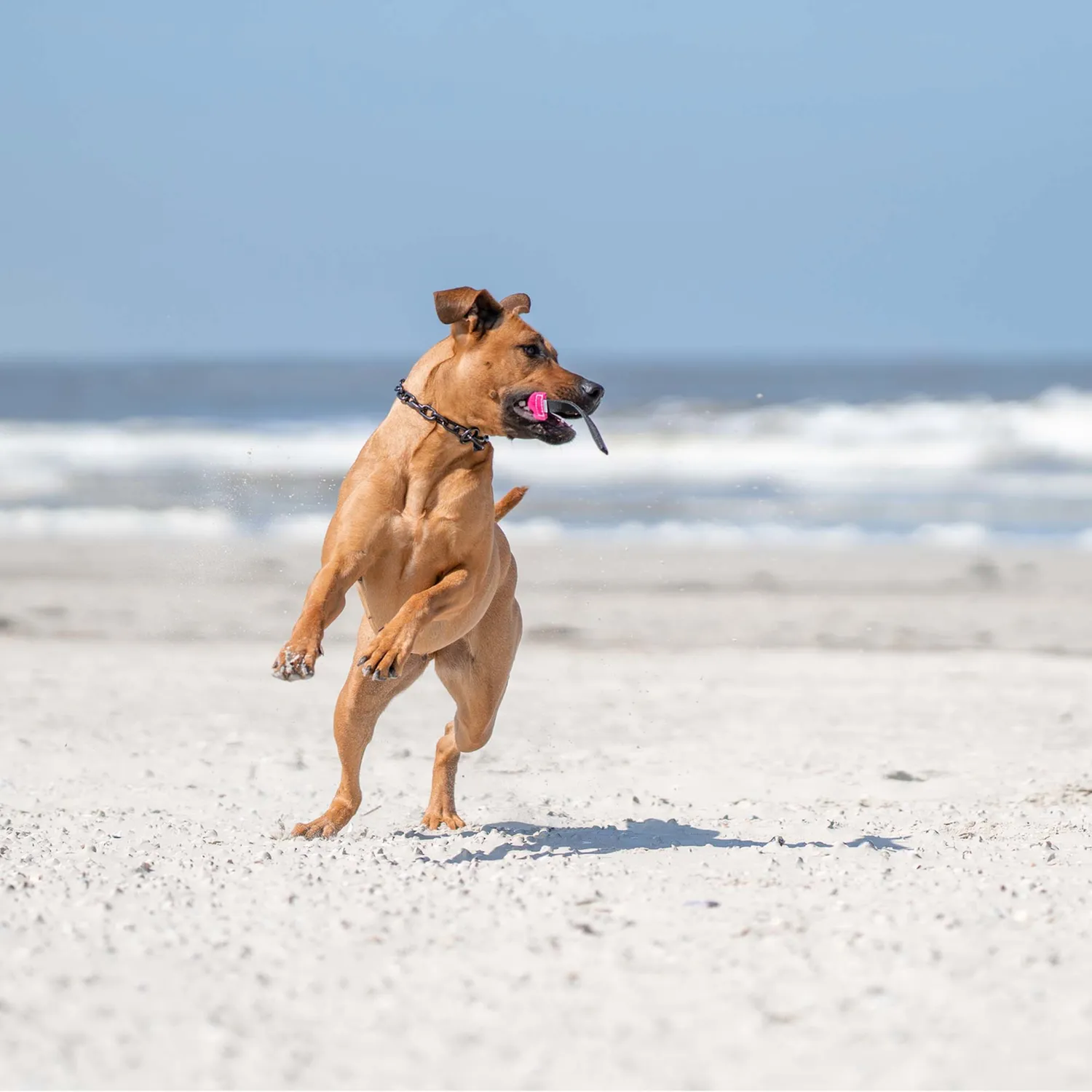 HS Sprenger Bringsel Hond Leer 30x4cm apporteer