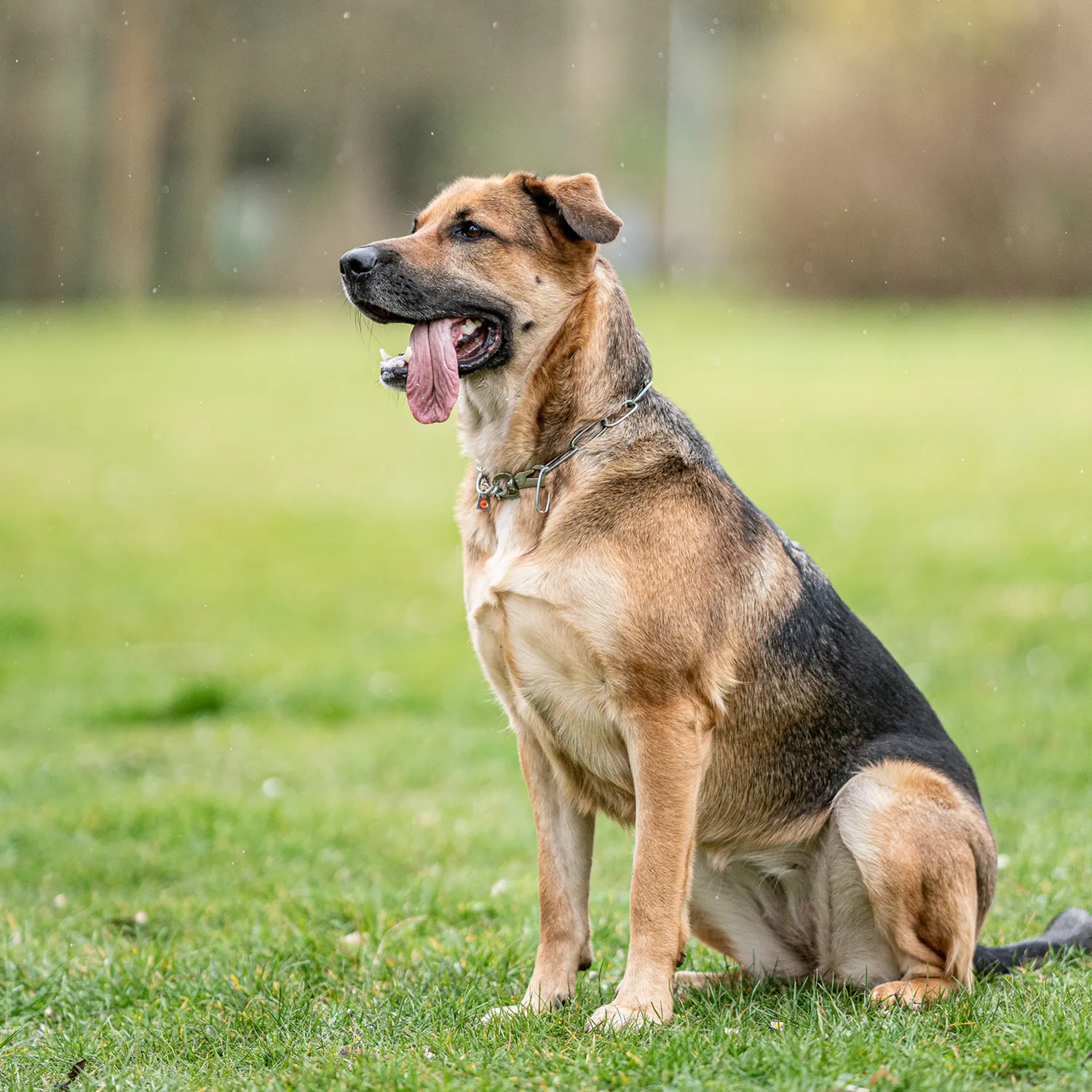 Herm Sprenger honden halsketting 3 mm 58 cm RVS verstelbaar