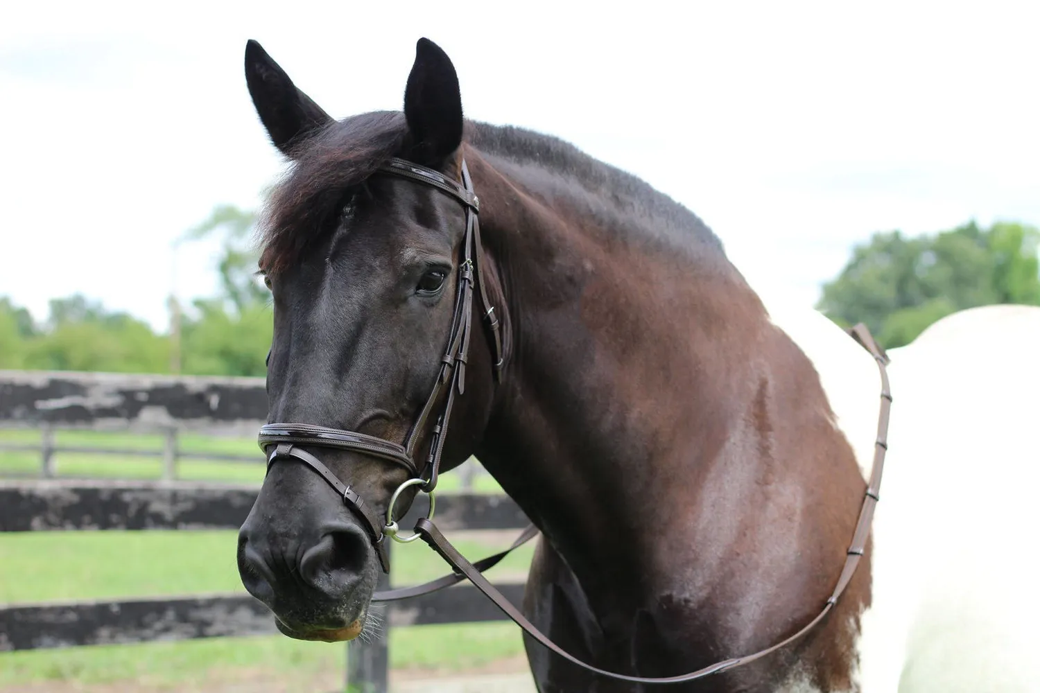 Henri de Rivel Pro Piaffe hoofdstel havana lak cob