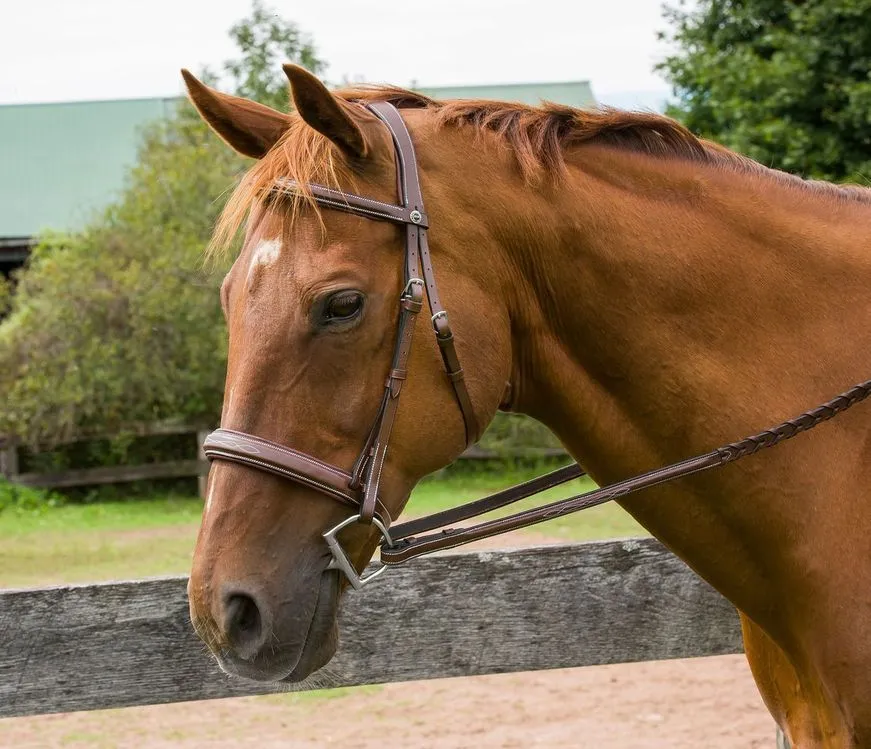 Henri de Rivel Pro hoofdstel Havana Cob mono crown teugels