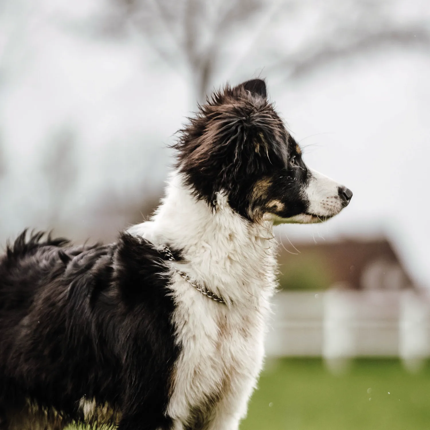 HS Sprenger halsketting hond rond RVS 3,0mm met doorloop