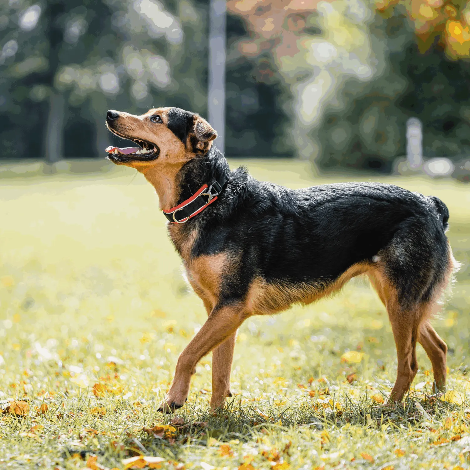 Herm Sprenger 59540 honden halsband 40-55 cm zwart