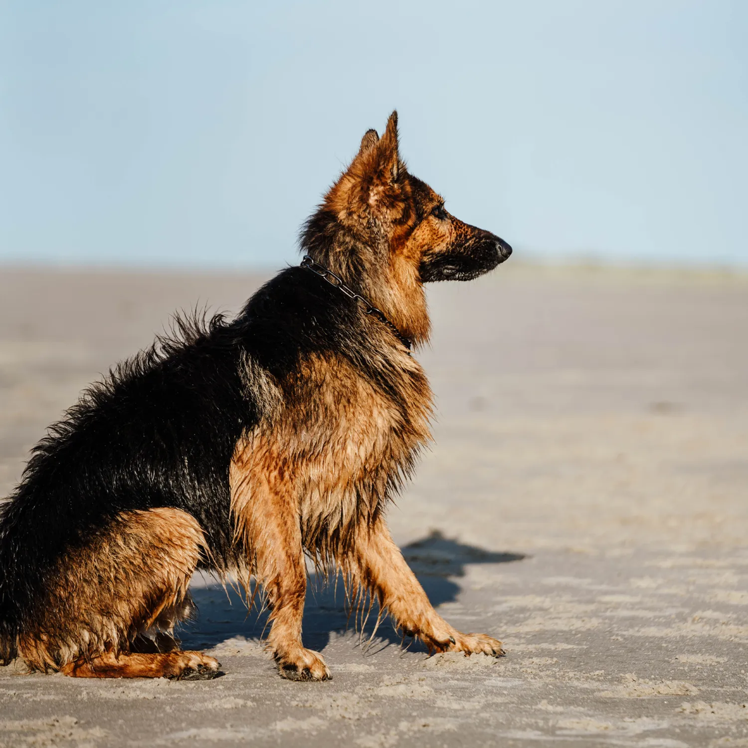 Herm Sprenger Halsketting Trekbegrenzing Hond 4,0 mm Zwart RVS