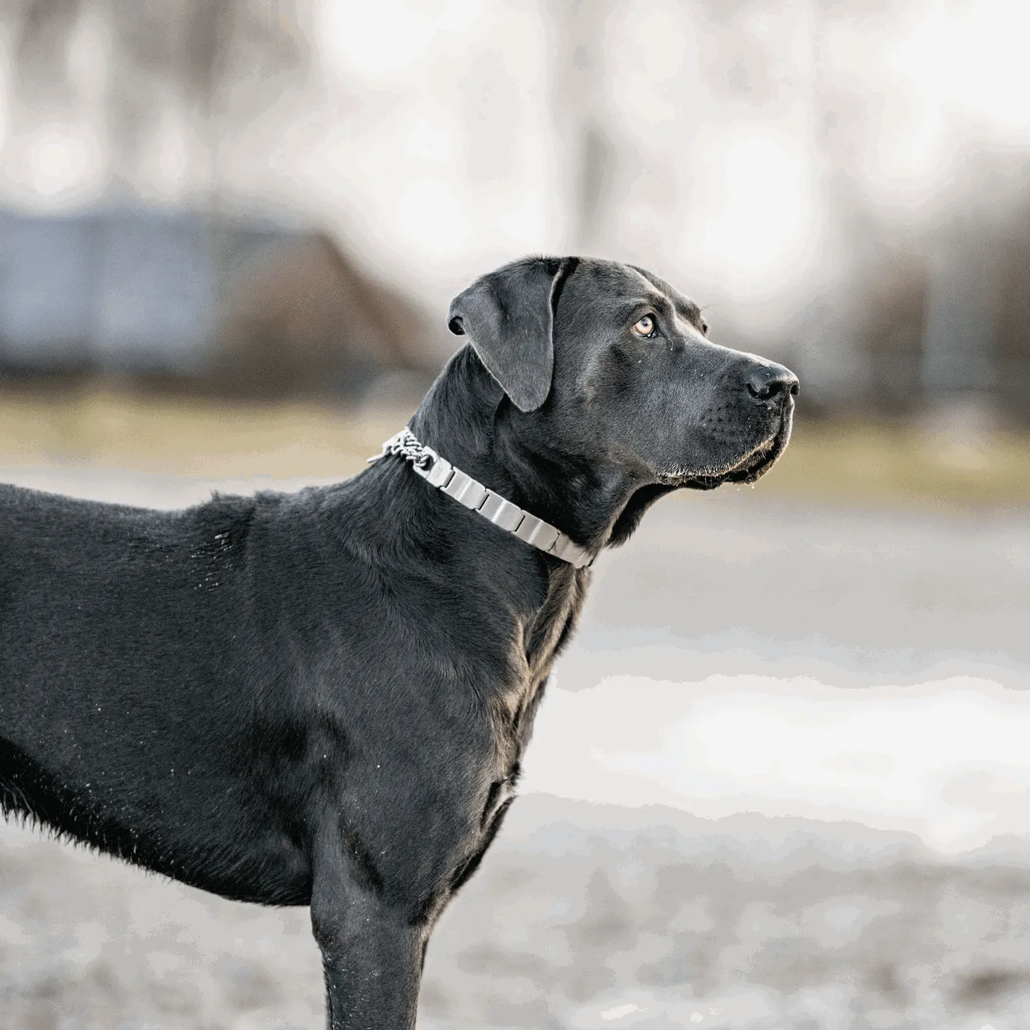 HS Sprenger NeckTech Fun honden halsband 64 cm rvs