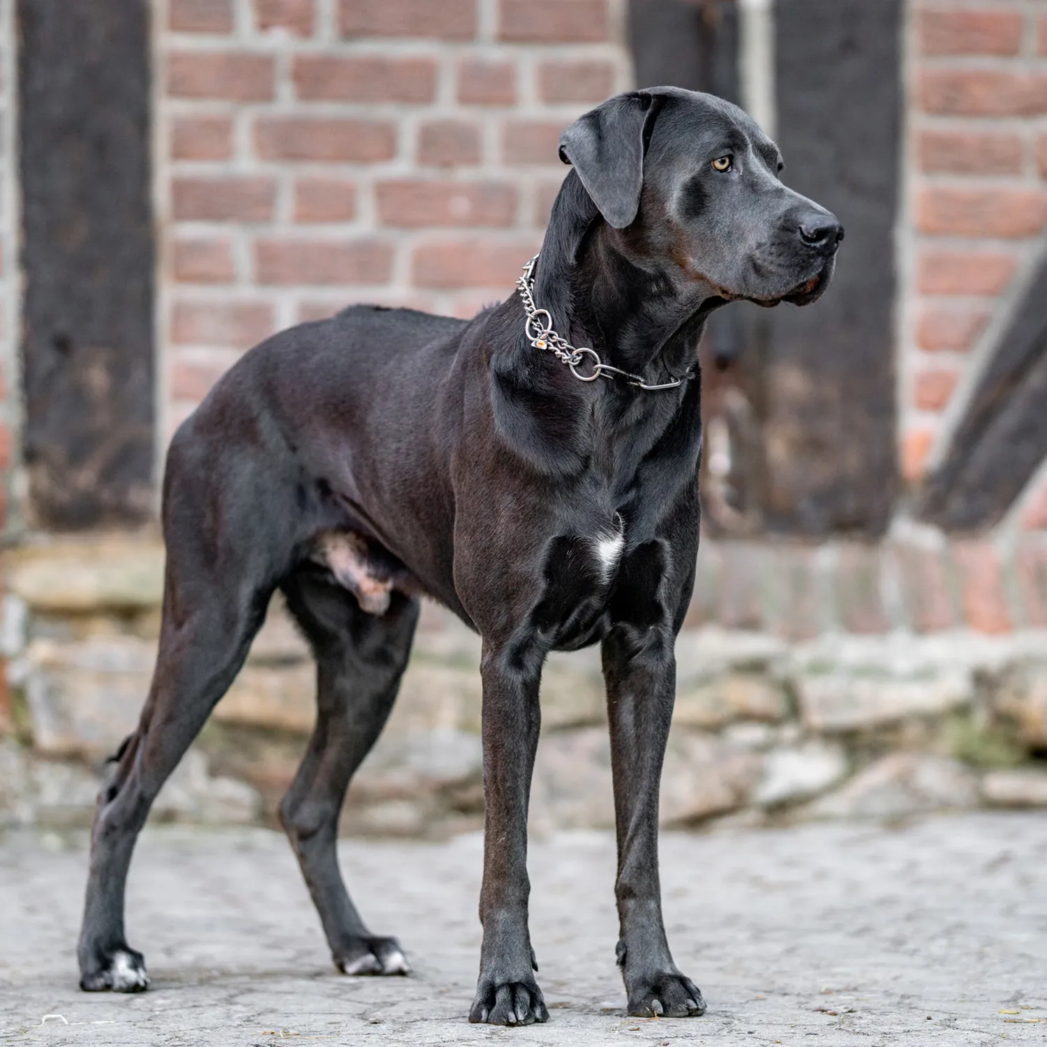 Herm Sprenger honden halsketting 4,0 mm 65 cm rvs