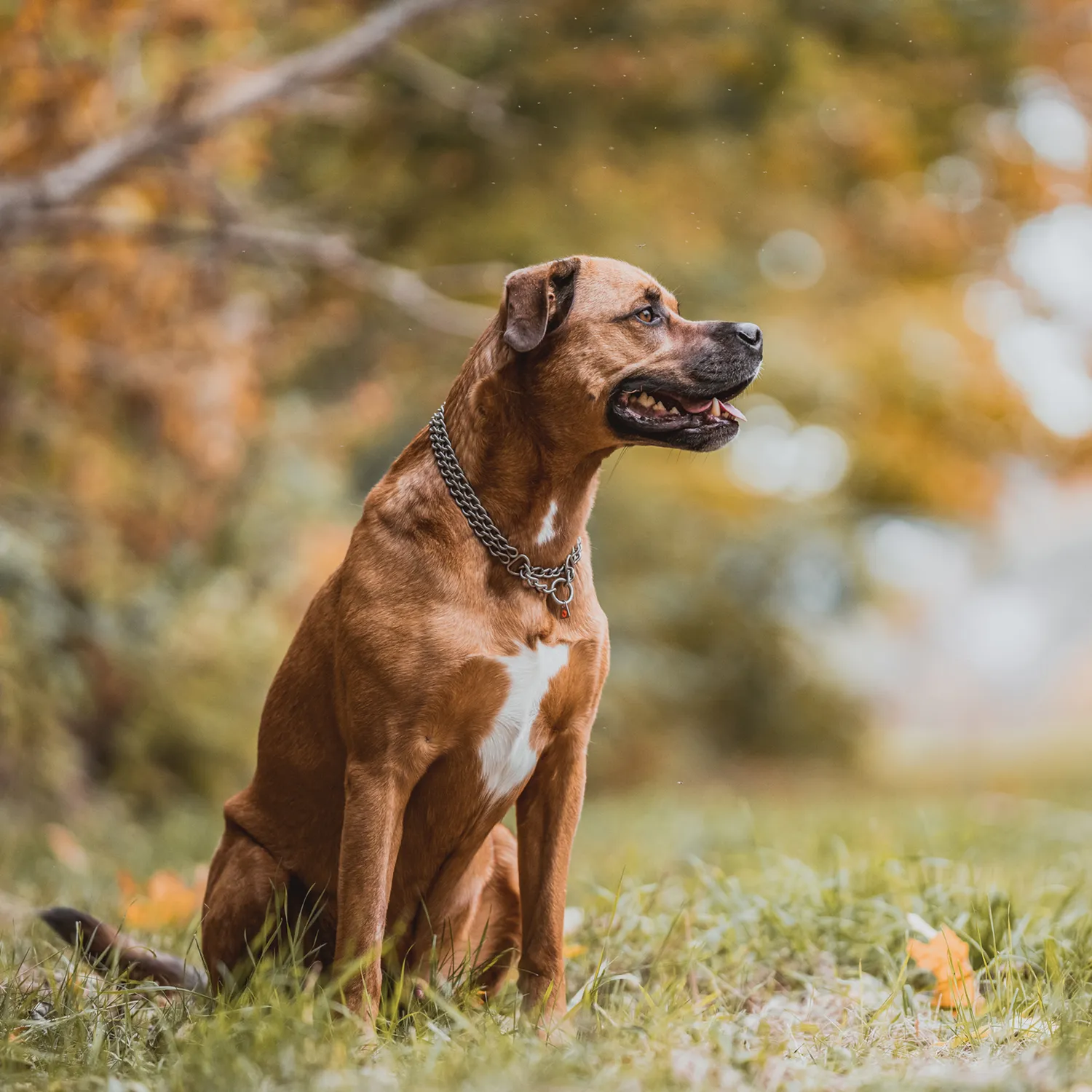 HS Sprenger halsketting hond 2-rijig 50 cm mat rvs
